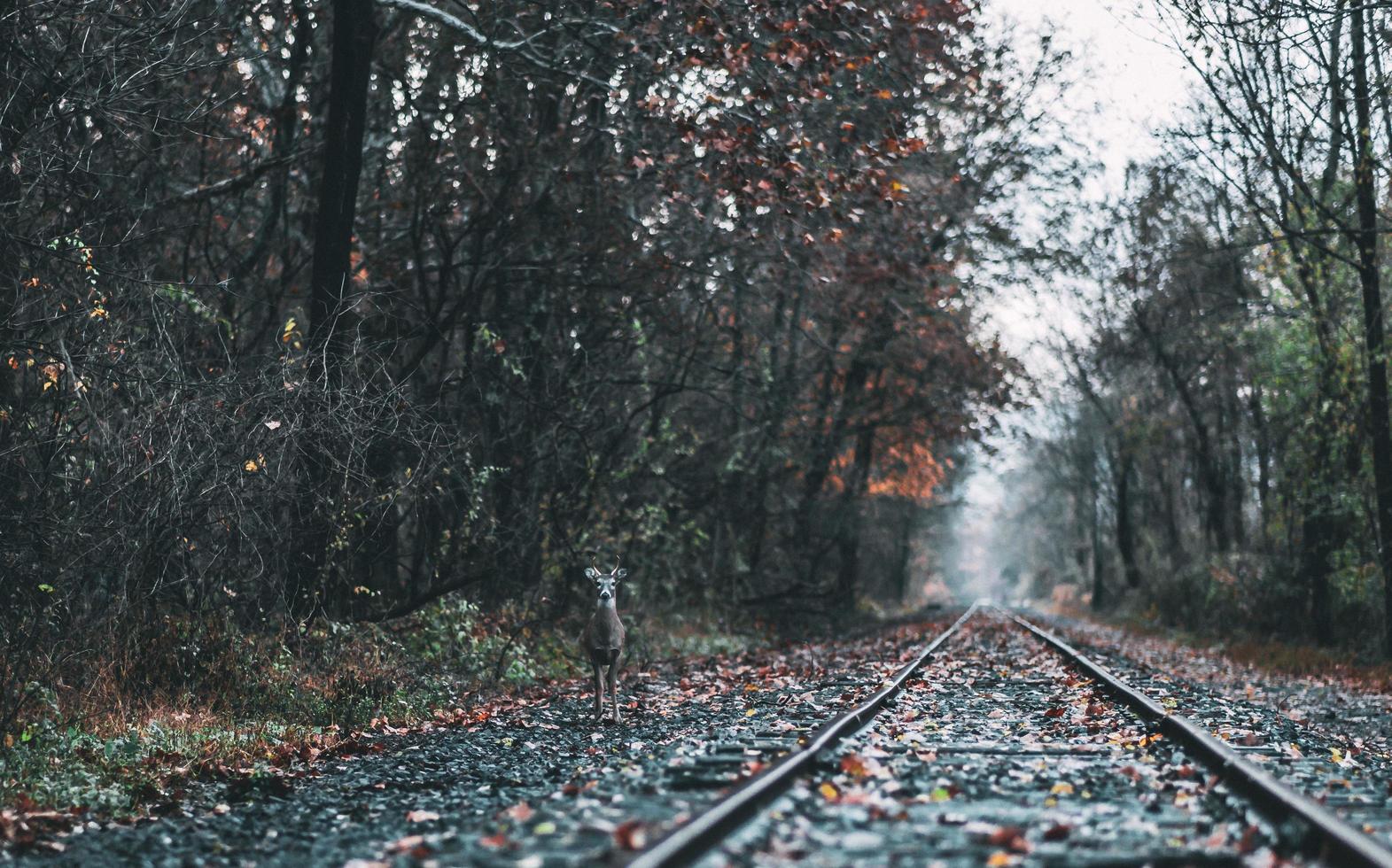 cervo parado perto dos trilhos do trem foto