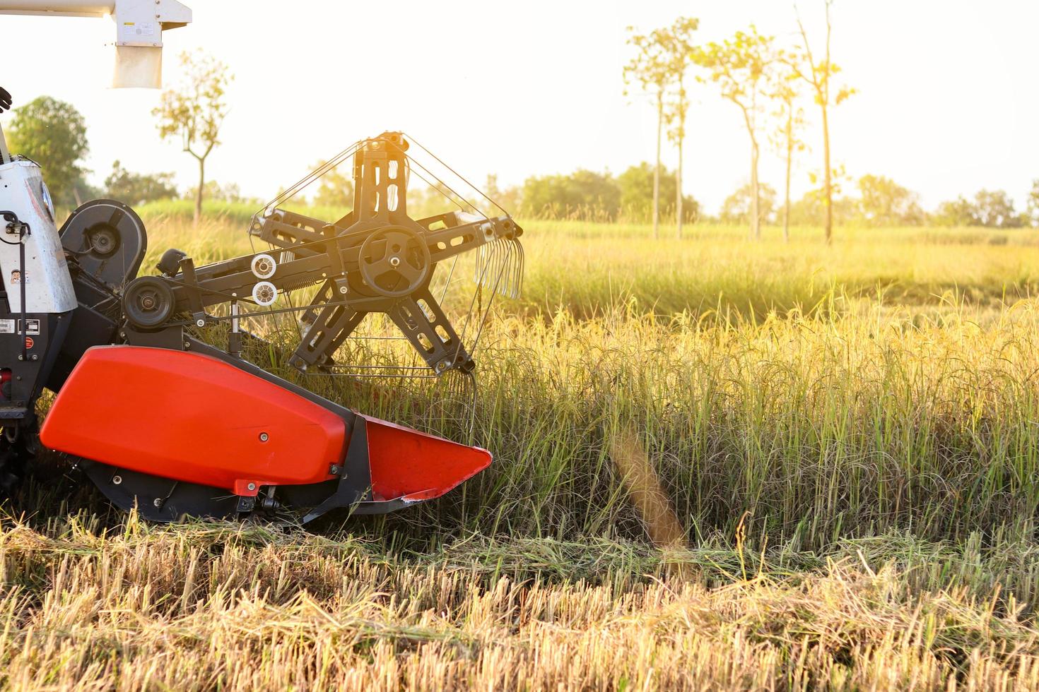 colheitadeira máquina agrícola e colheita em campo de arroz trabalhando foto