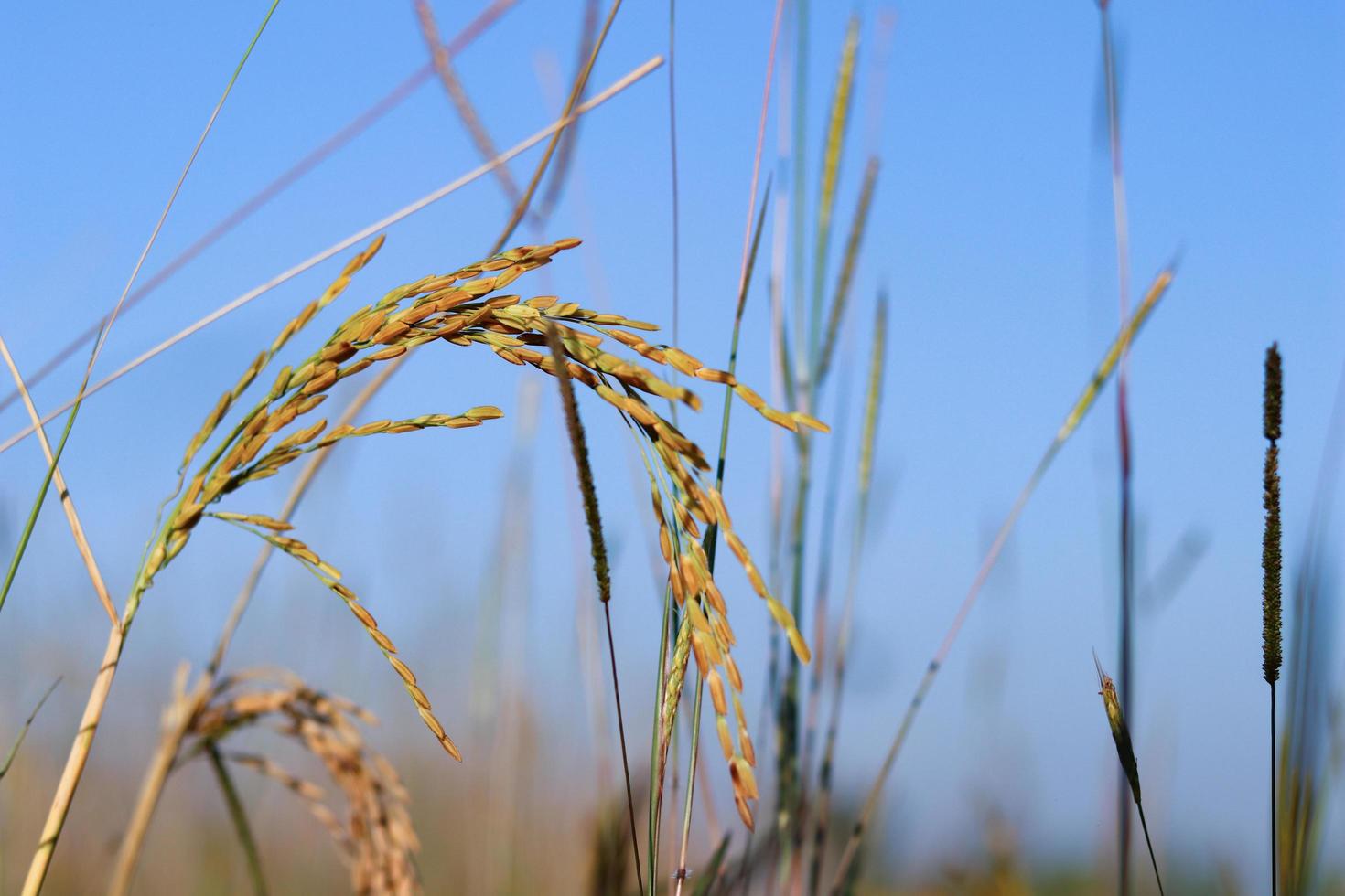 campo de arroz pela manhã com o sol brilhando. foto