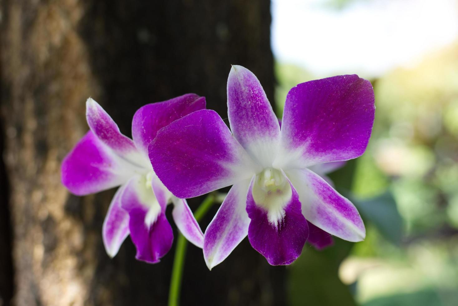 orquídeas roxas lá fora foto