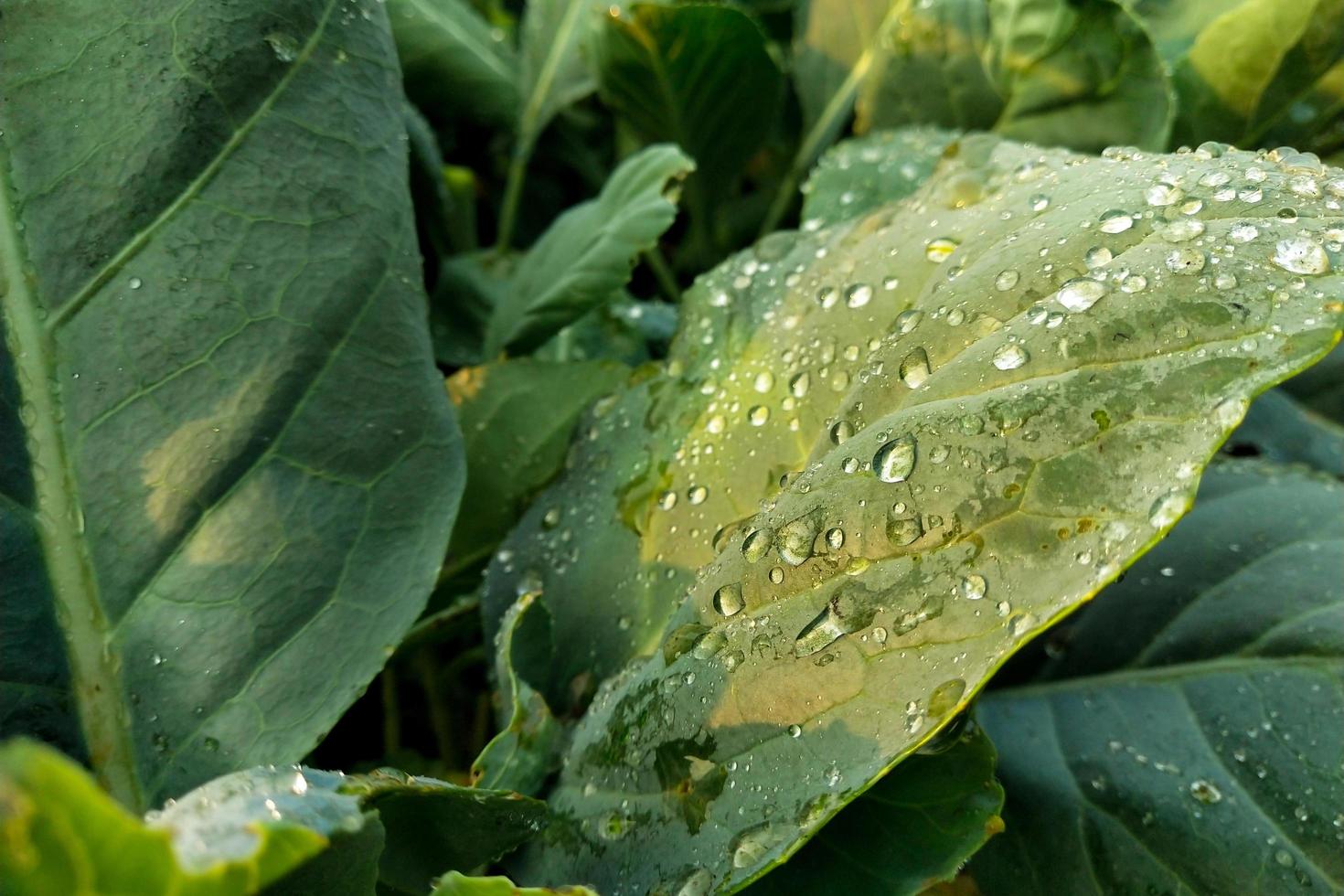 gotas de chuva em uma folha verde foto