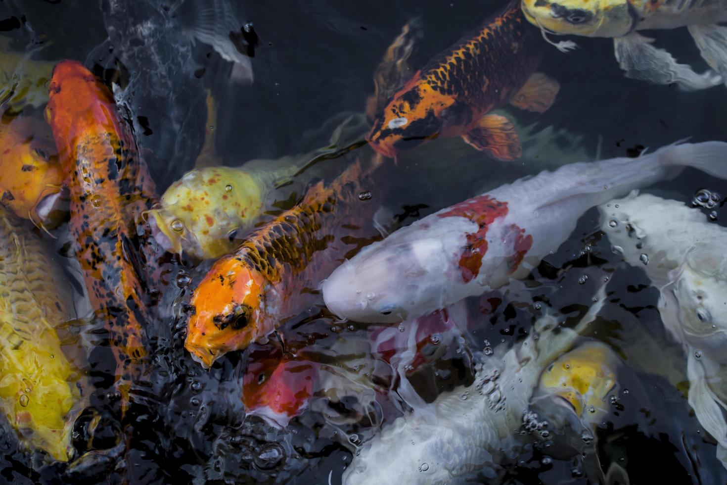 peixes koi na água foto