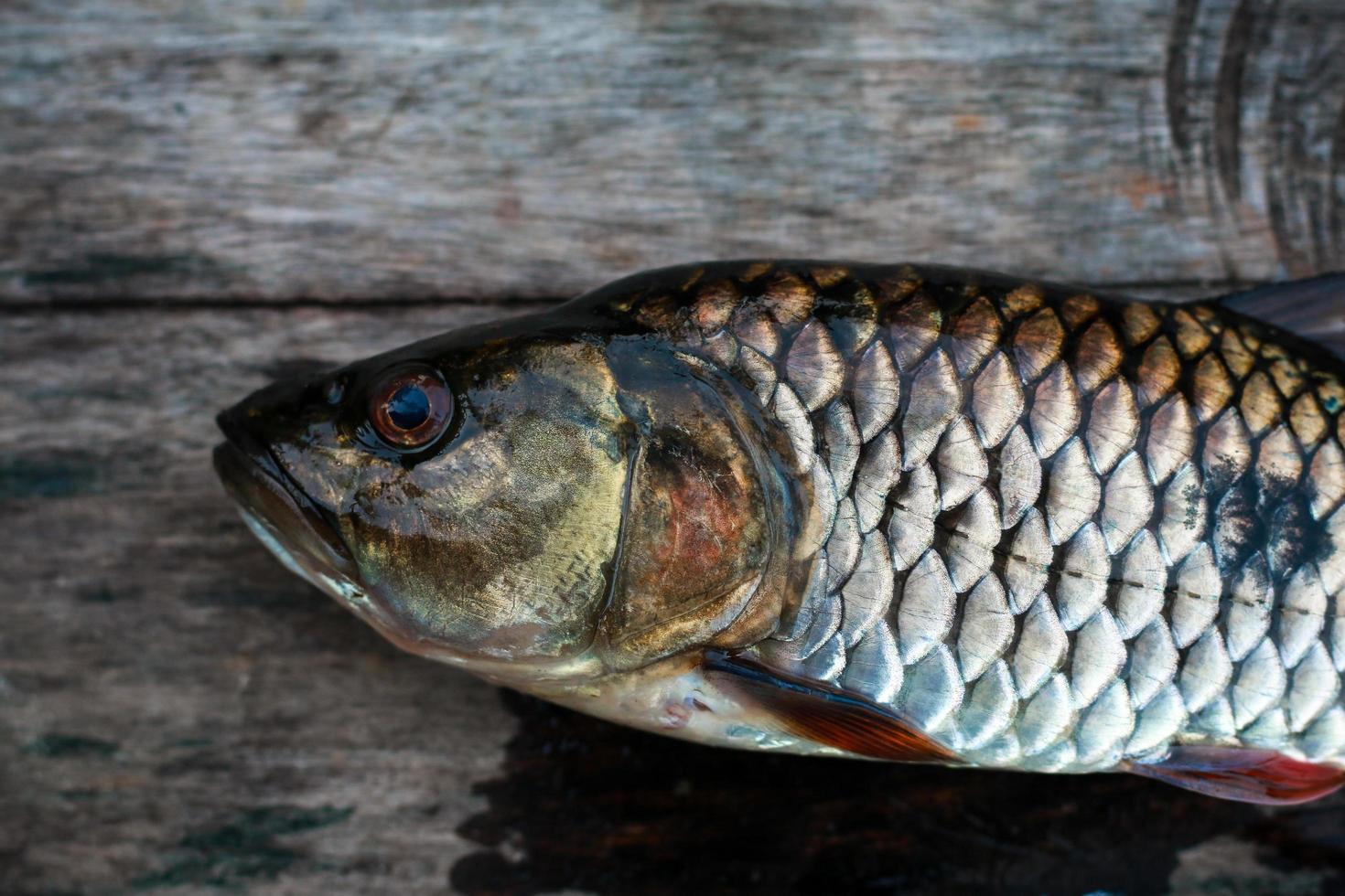 peixe de água doce da tailândia, hampala barb foto