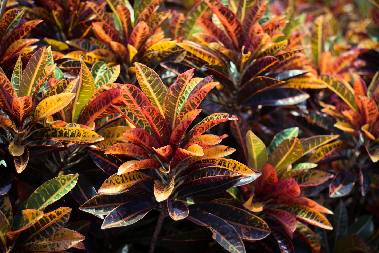 folhas vermelhas e laranja foto