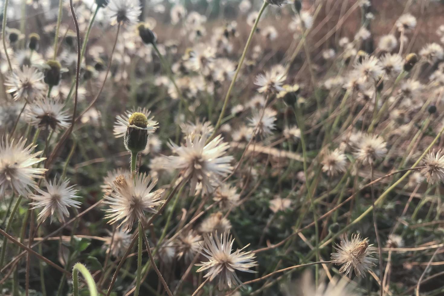 flores grama em uma luz solar prado natureza outono fundo foto