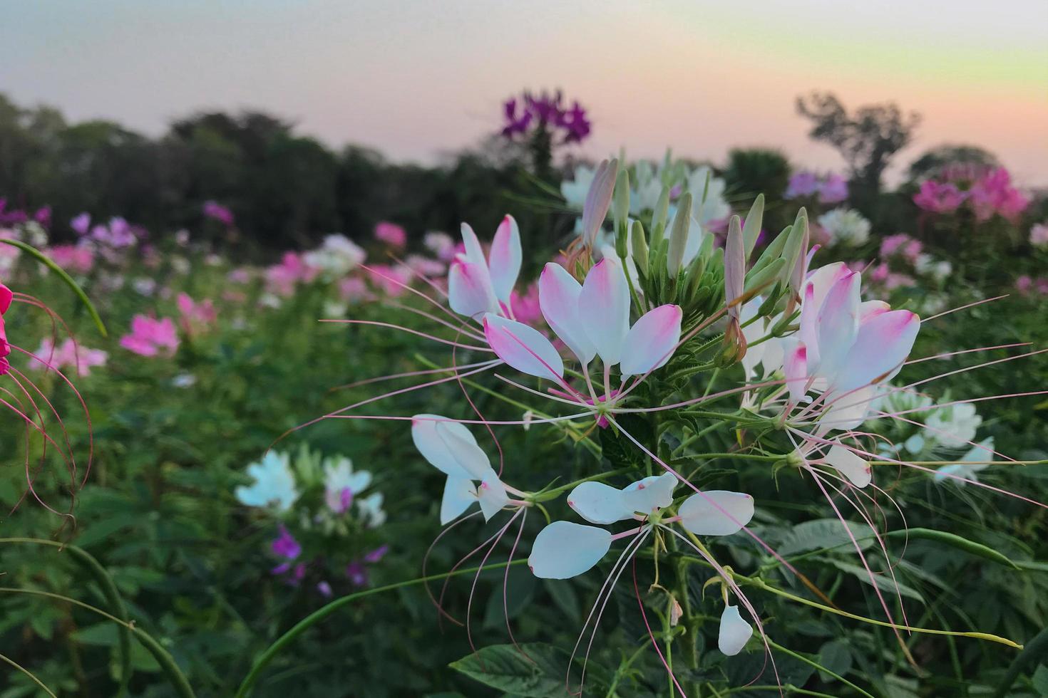 flor de cleome hassleriana branca nas espécies de jardim de cleome são comumente conhecidas como flores de aranha foto