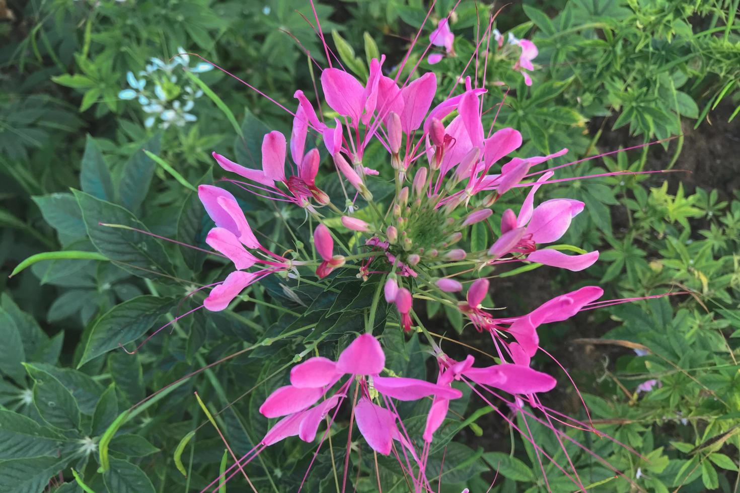 vista de cima das flores rosa cleome hassleriana foto