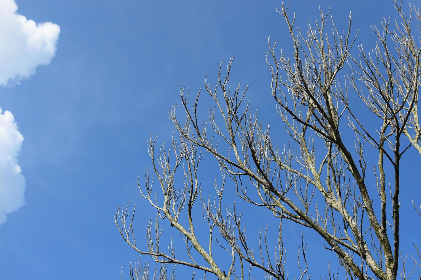 árvore nua contra um céu azul foto