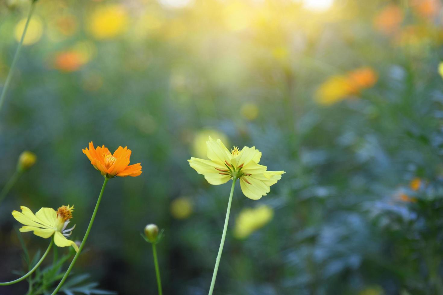 cosmos amarelo e laranja foto