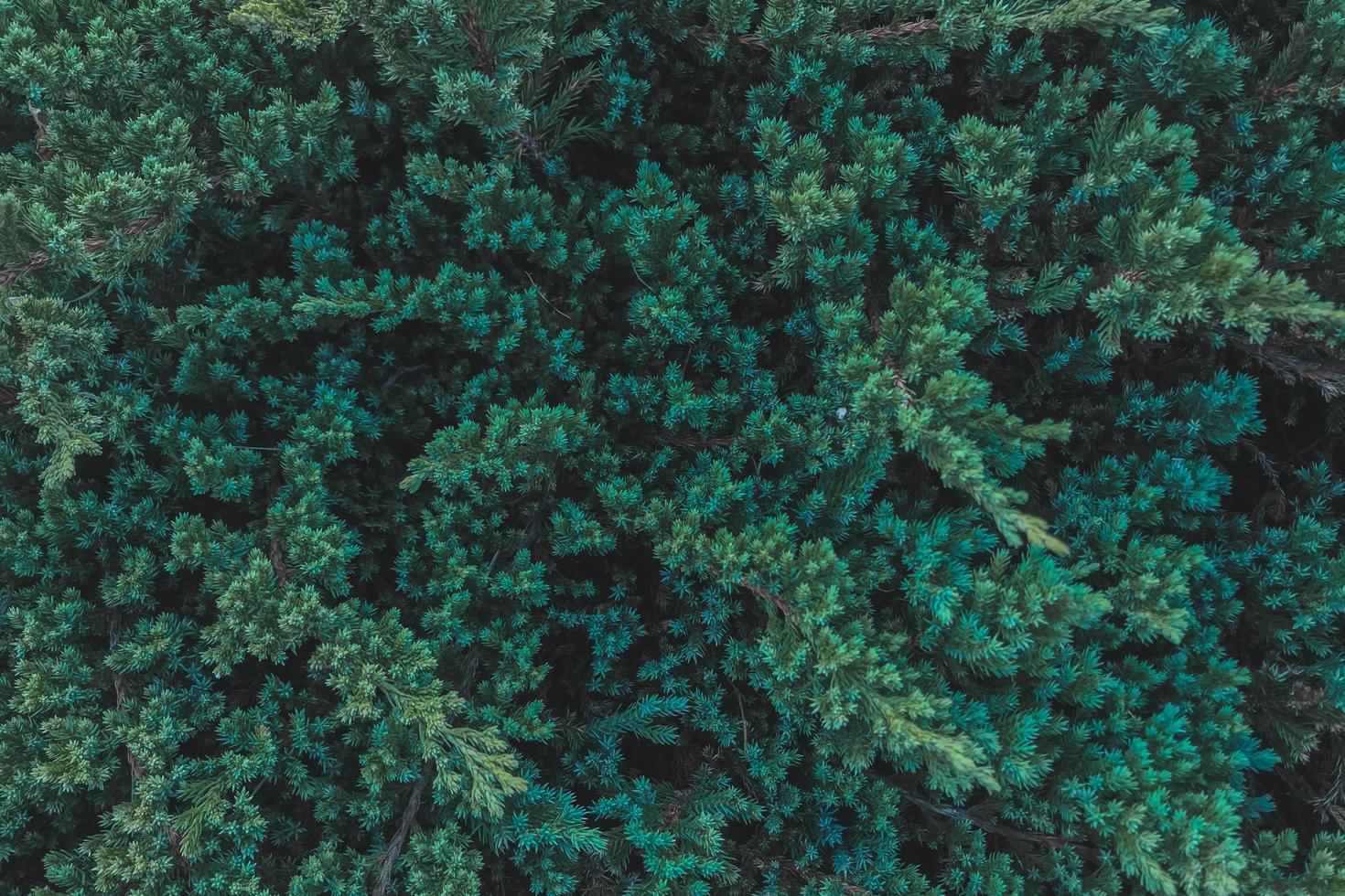 close-up de um arbusto foto