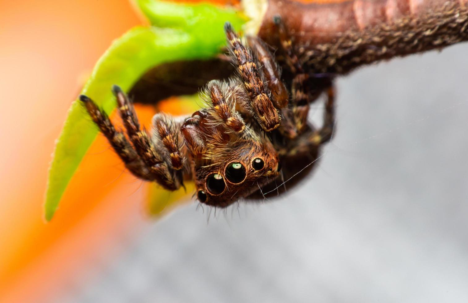 pulando varas de aranha nas folhas foto