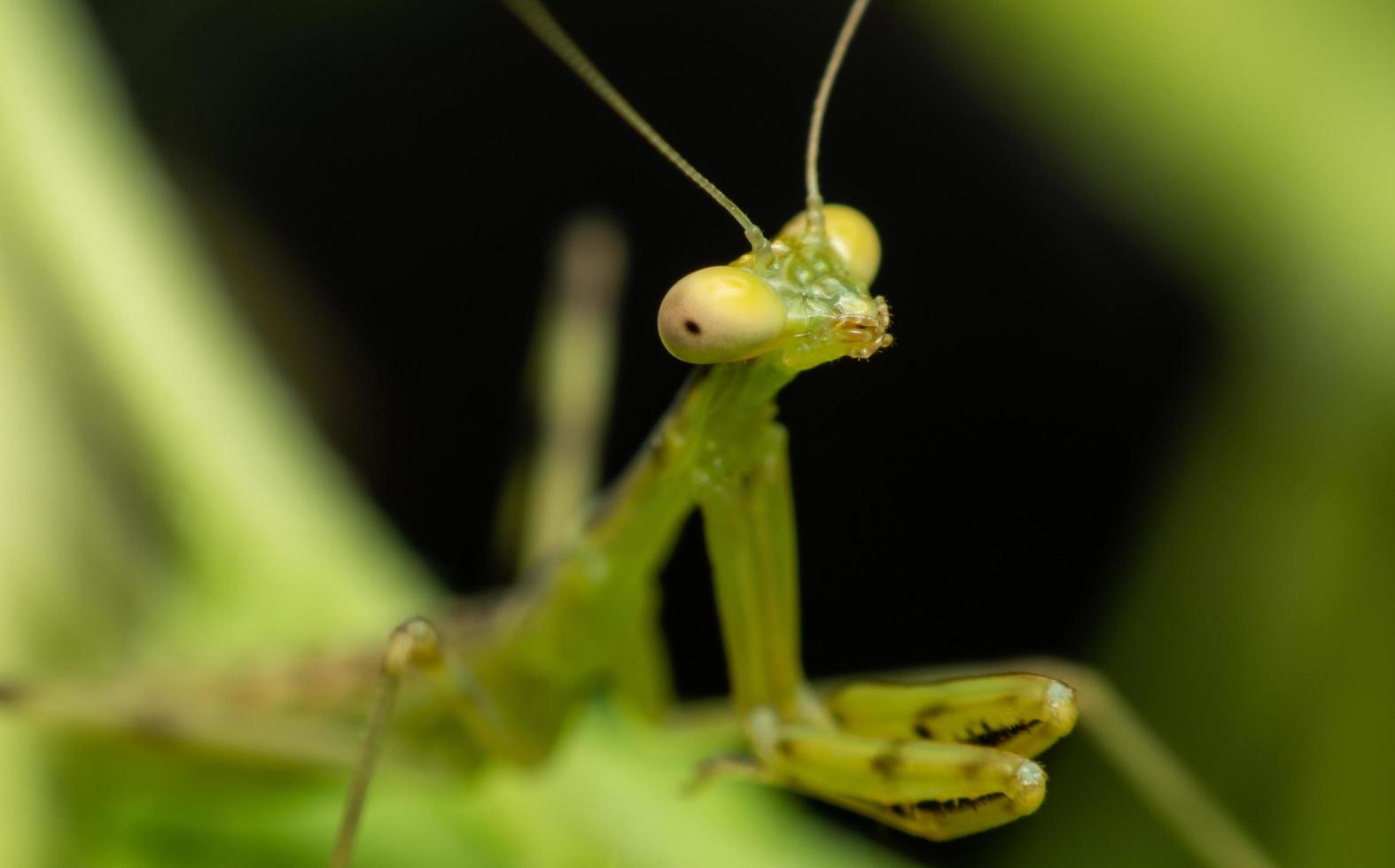 hierodula patellifera verde foto