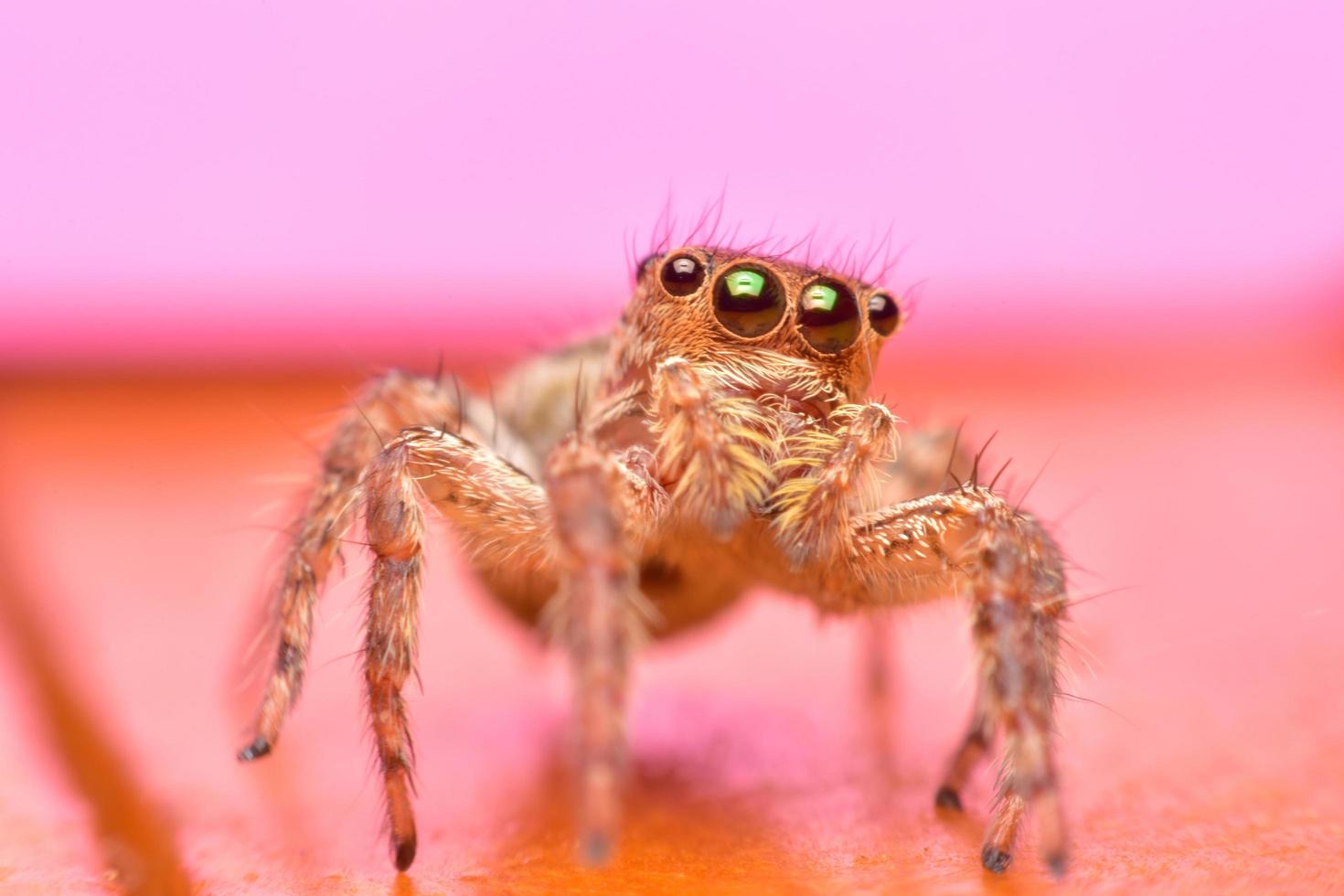 feche a aranha saltadora e o fundo rosa foto