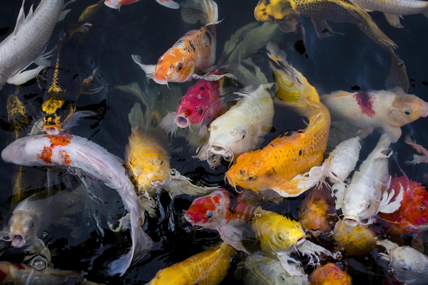 peixes koi em um lago foto