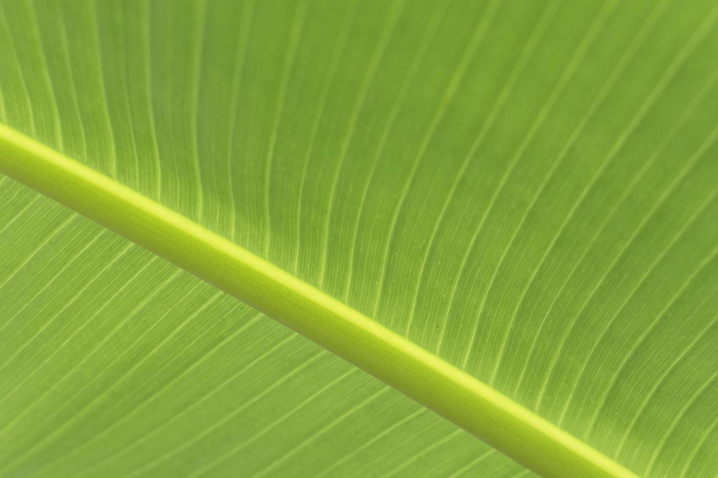 folha de bananeira verde foto