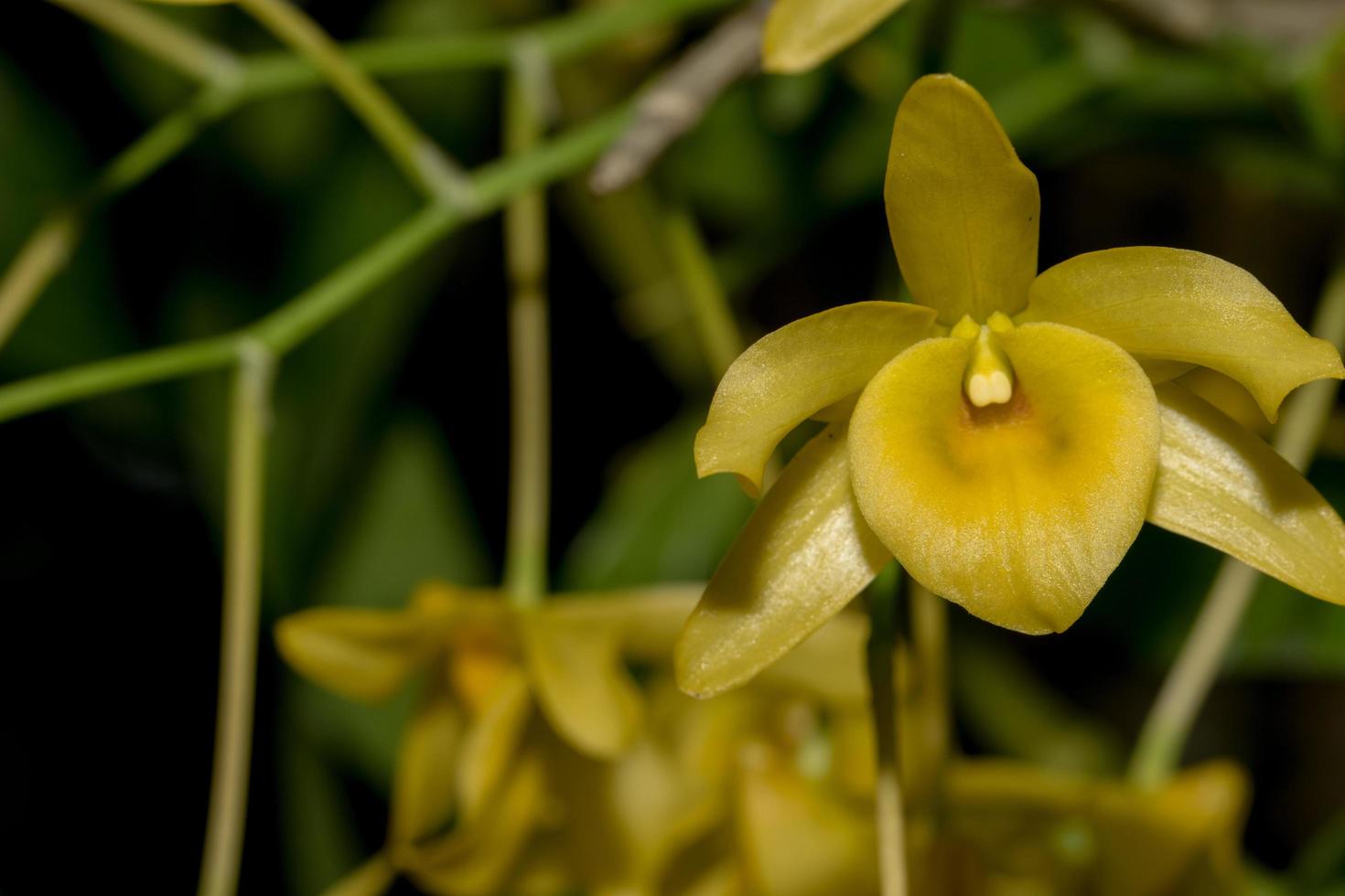 close-up de orquídea amarela foto