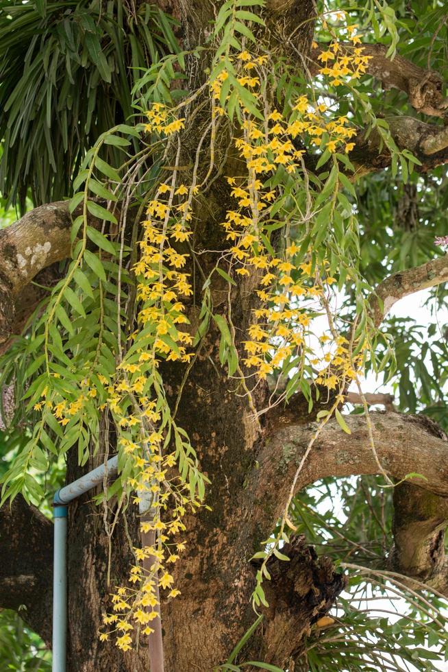 flores amarelas na árvore foto