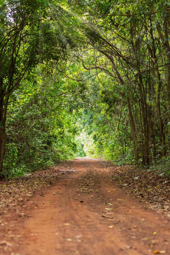 estrada na floresta foto