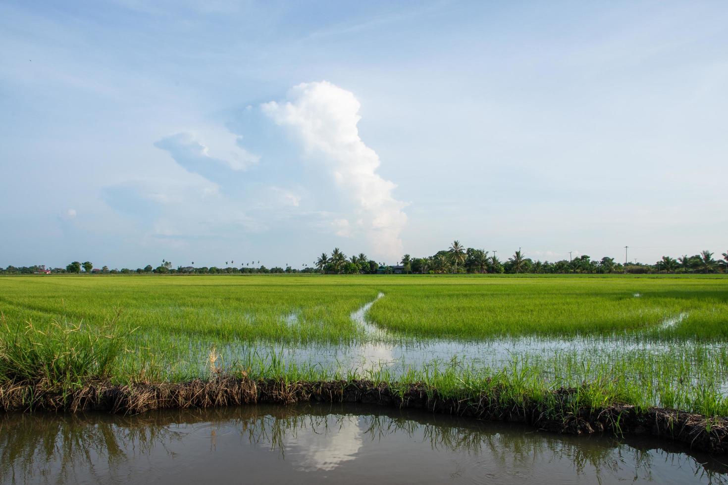 campo de arroz no verão foto