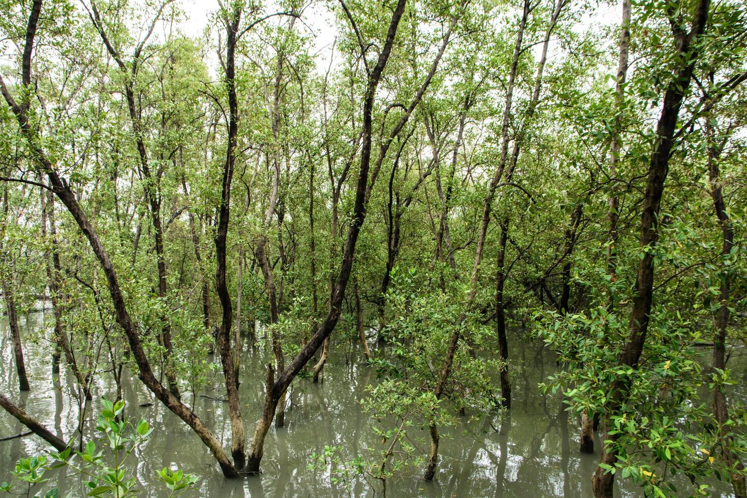 floresta de mangue na tailândia foto