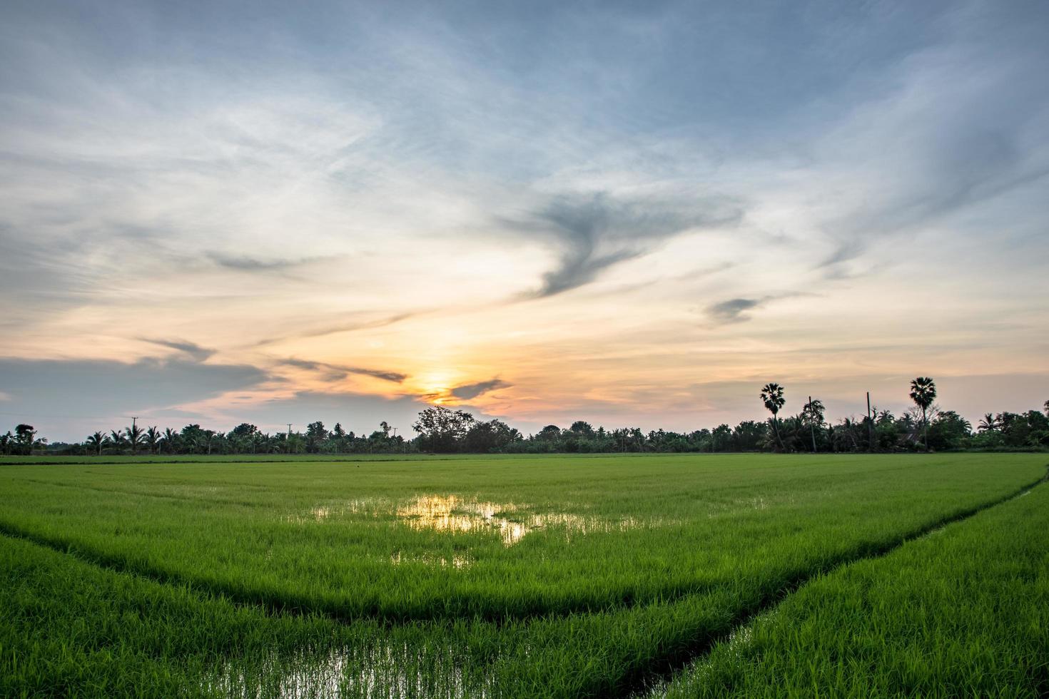 campos de arroz ao pôr do sol foto