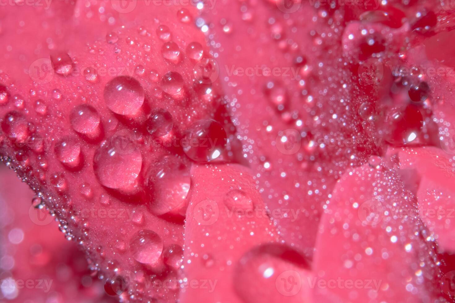 gotas de água em uma rosa vermelha foto