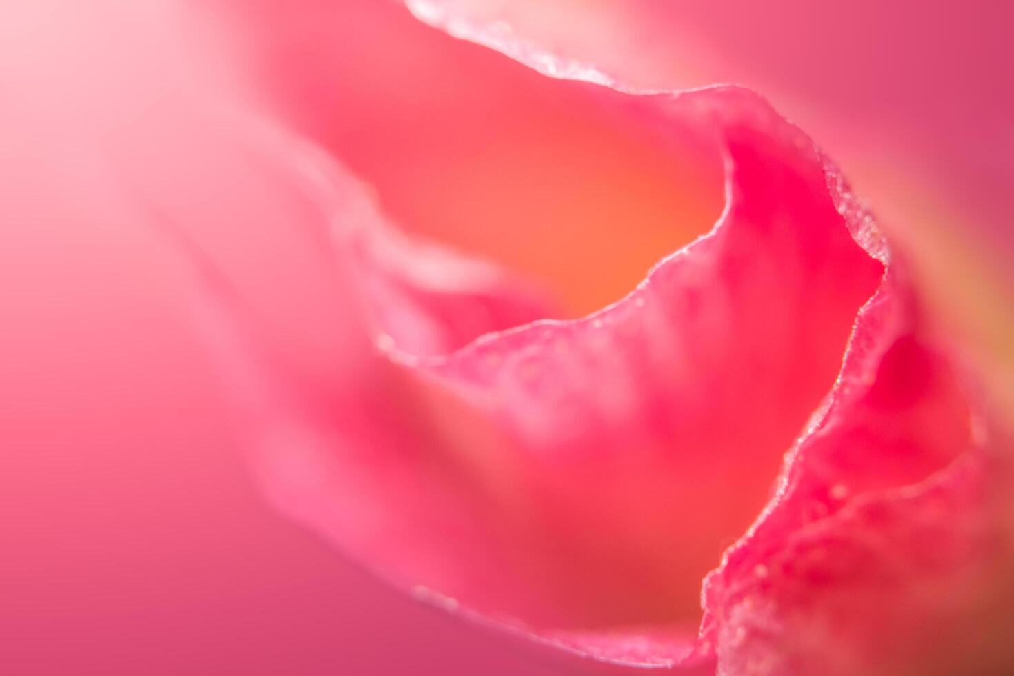 fundo rosa floral foto