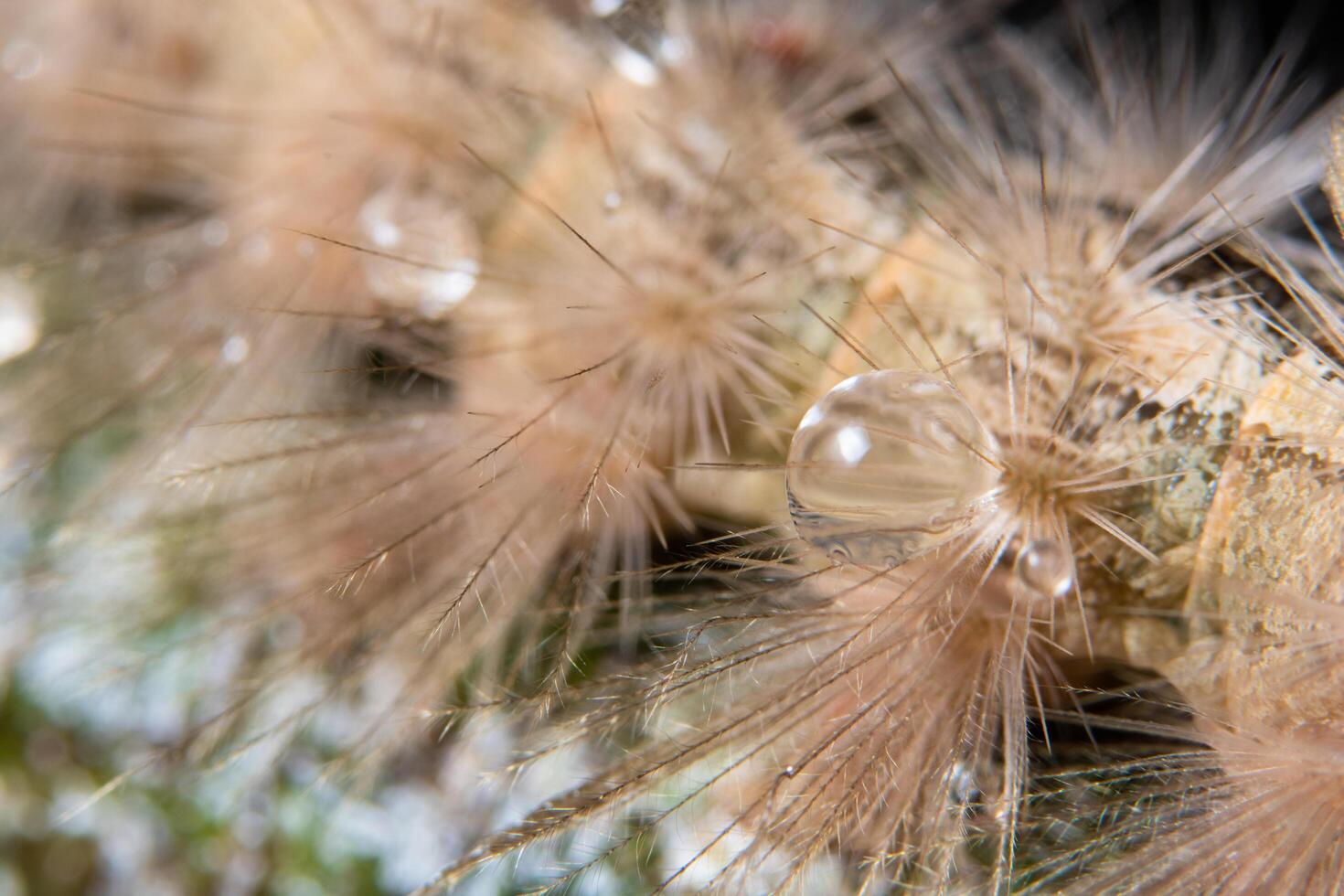 gotas de água na pele foto