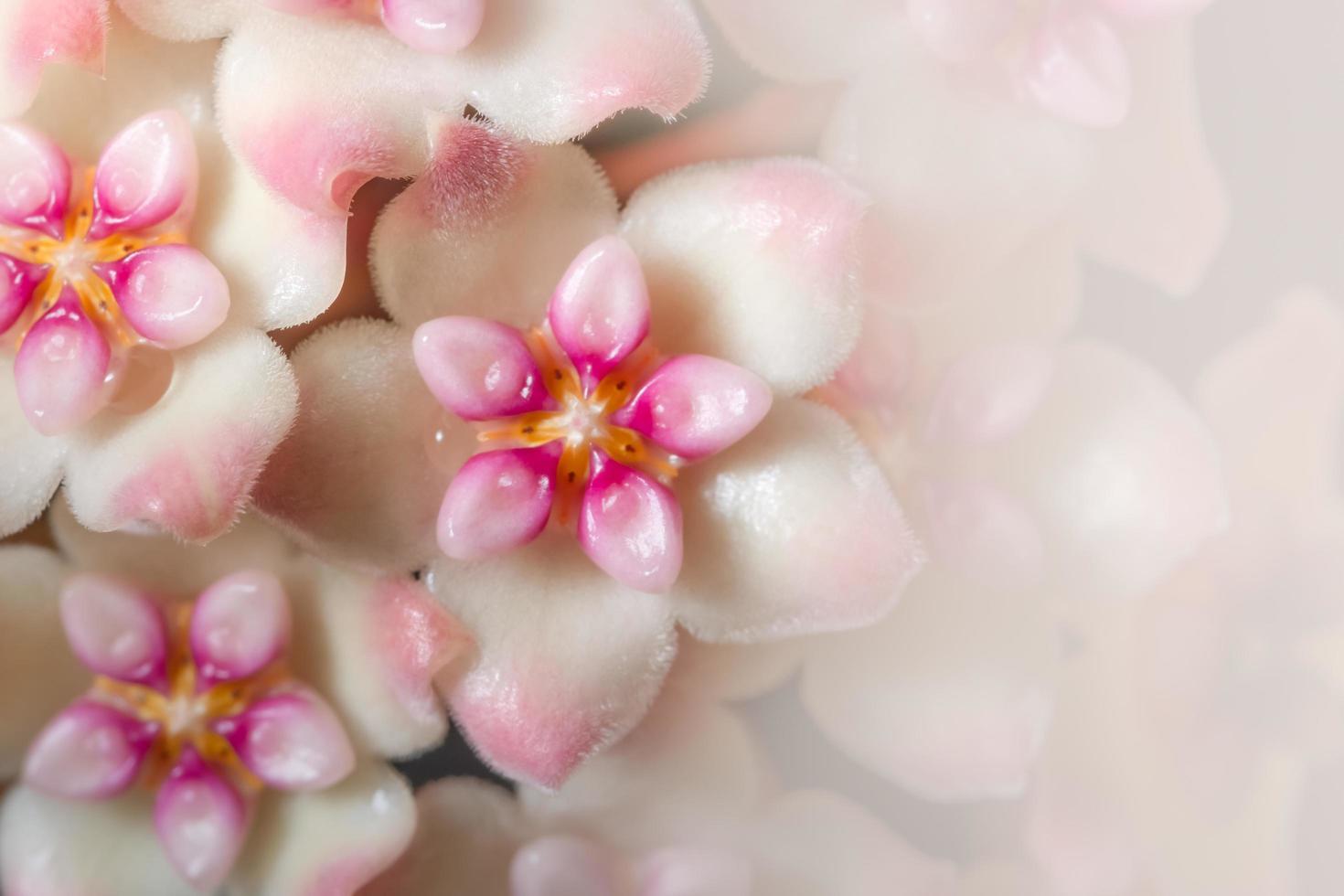 hoya flor close-up foto