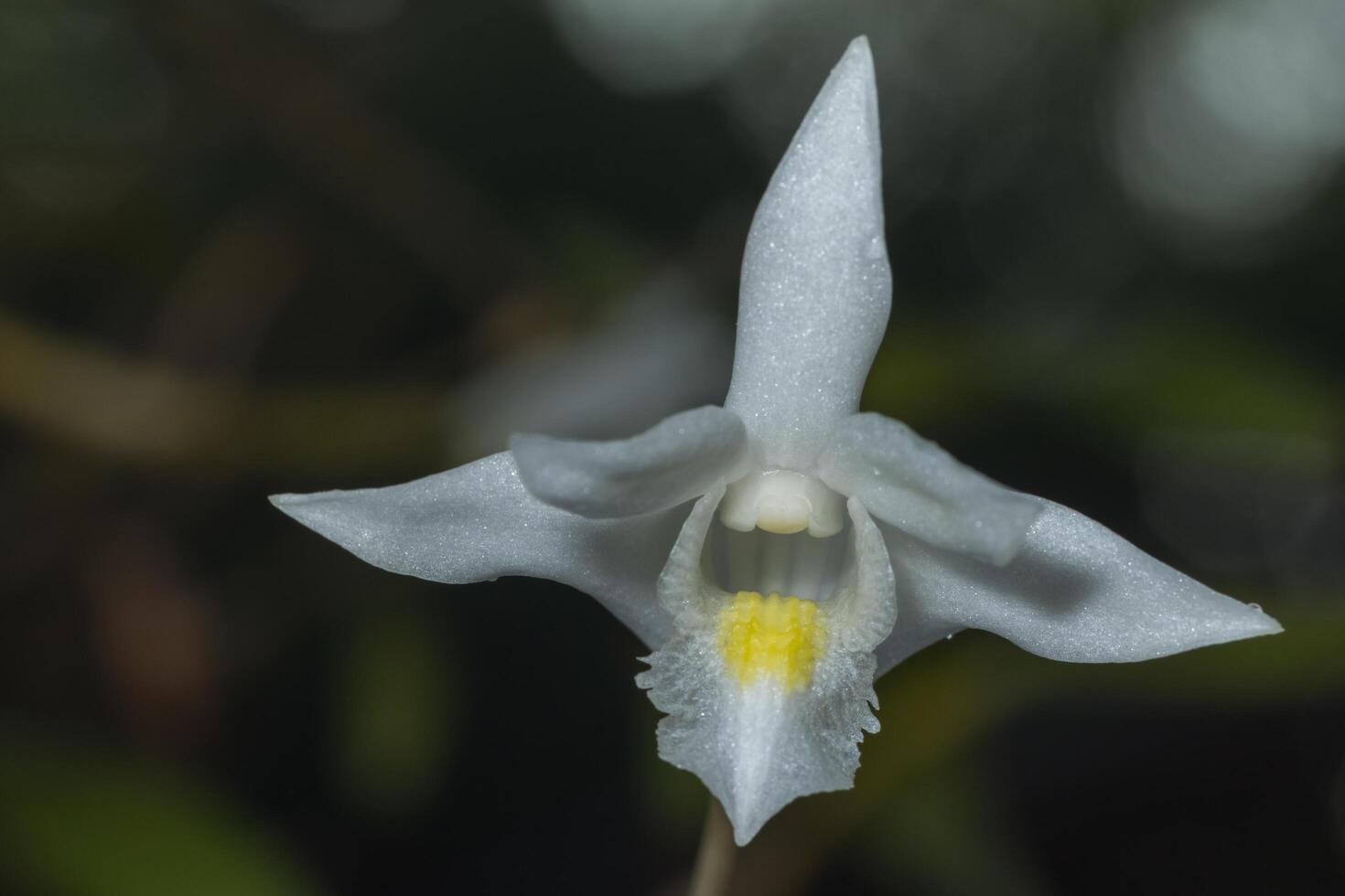 close up de uma orquídea branca foto