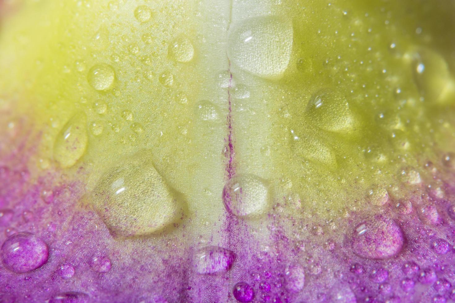 gotas de água nas pétalas roxas da orquídea foto