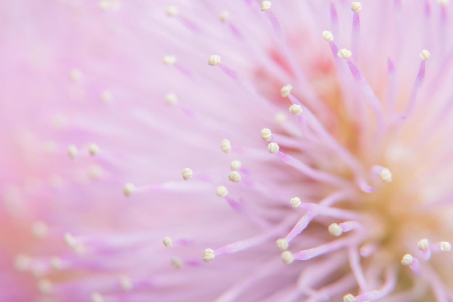 macro de flor rosa foto