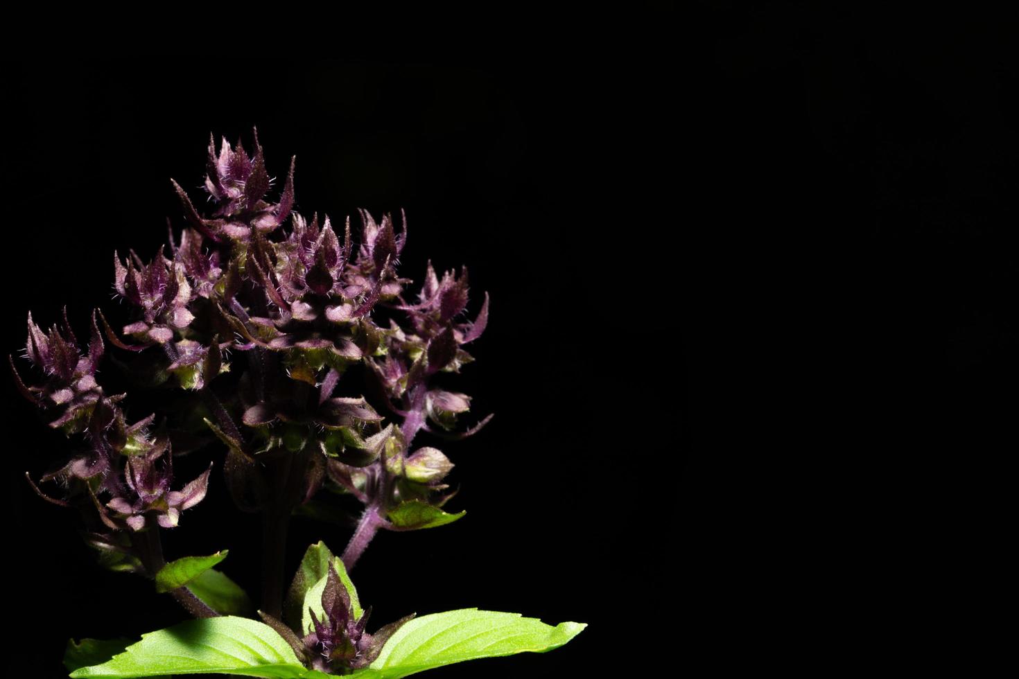 flor de manjericão em fundo preto foto