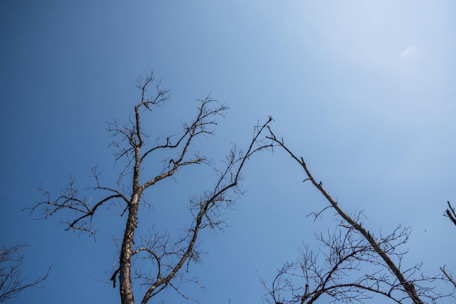 galhos secos contra o céu foto