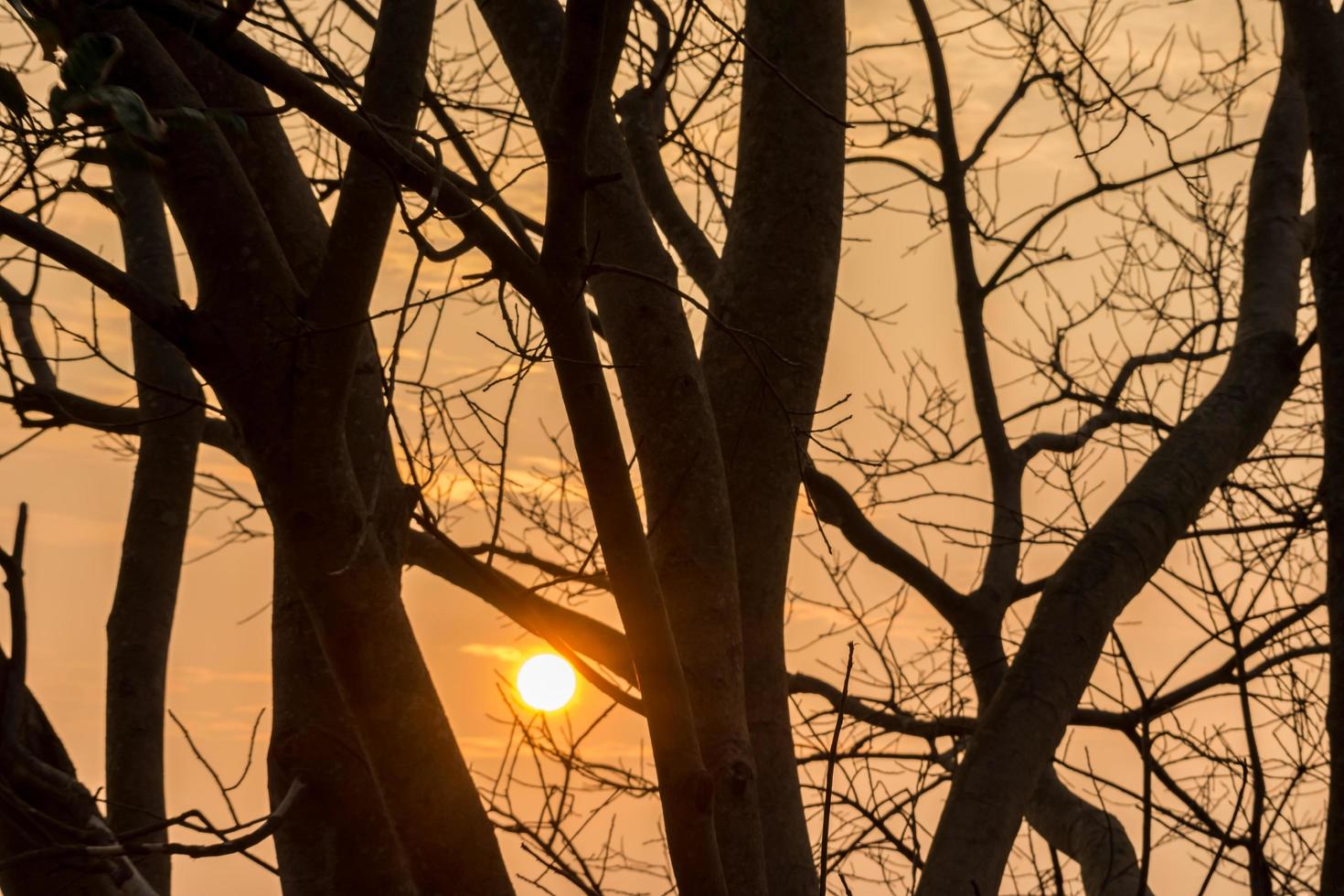 silhueta de árvores ao pôr do sol foto