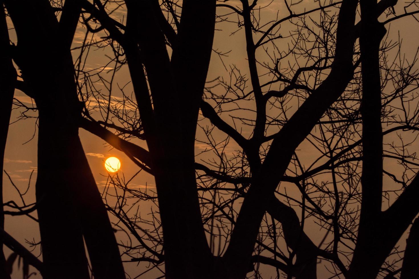 silhueta de árvores ao pôr do sol foto