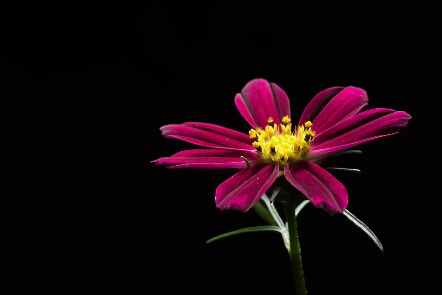 flor rosa em fundo preto foto