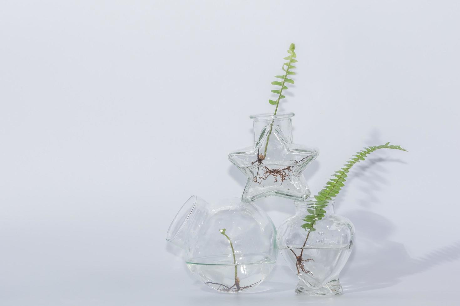 samambaias em frasco de vidro transparente em fundo branco foto