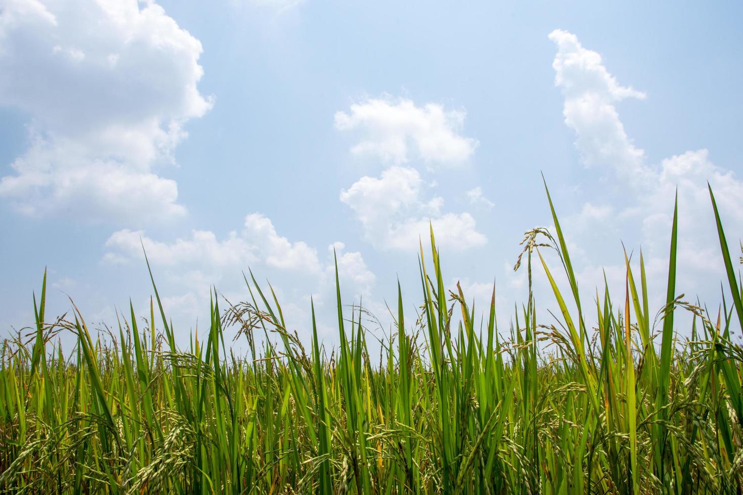 campo de arroz no verão foto