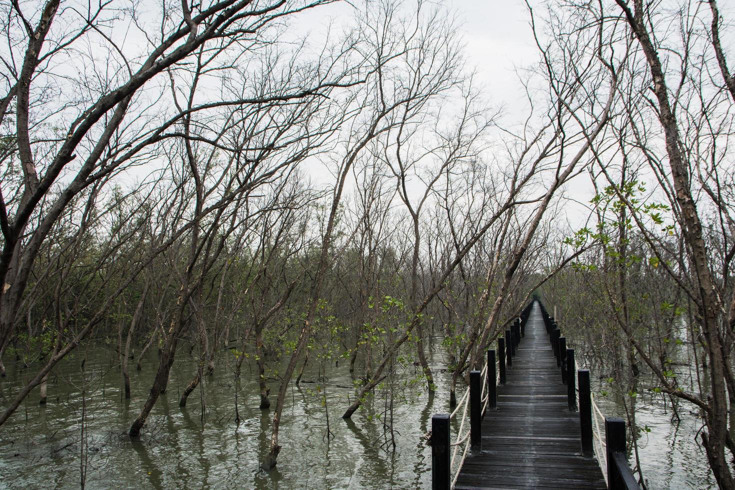 passarela na floresta de mangue foto