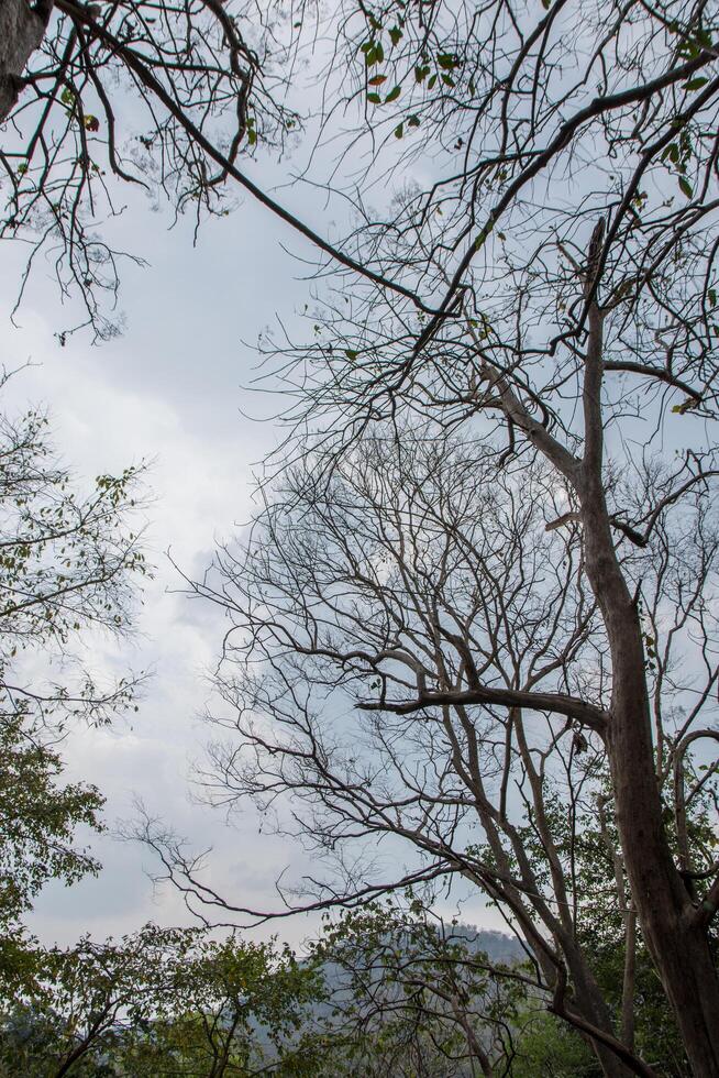 árvores sob céu nublado foto