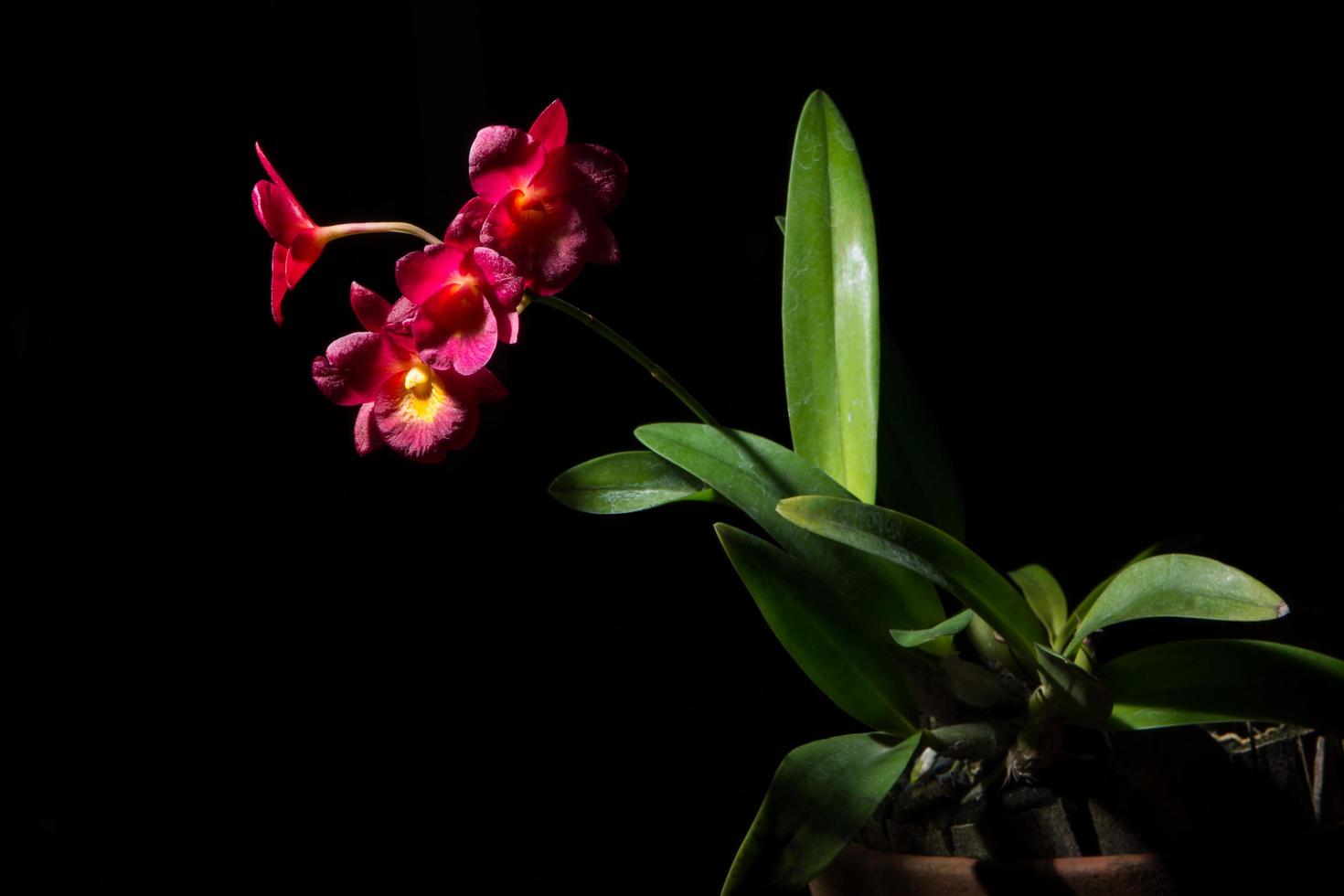 orquídea vermelha em fundo preto foto