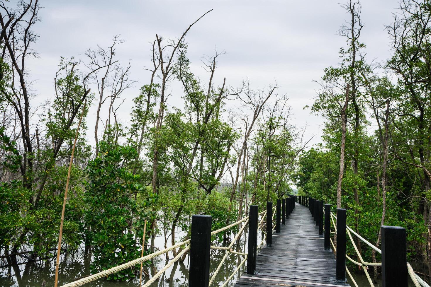 passarela na floresta de mangue foto