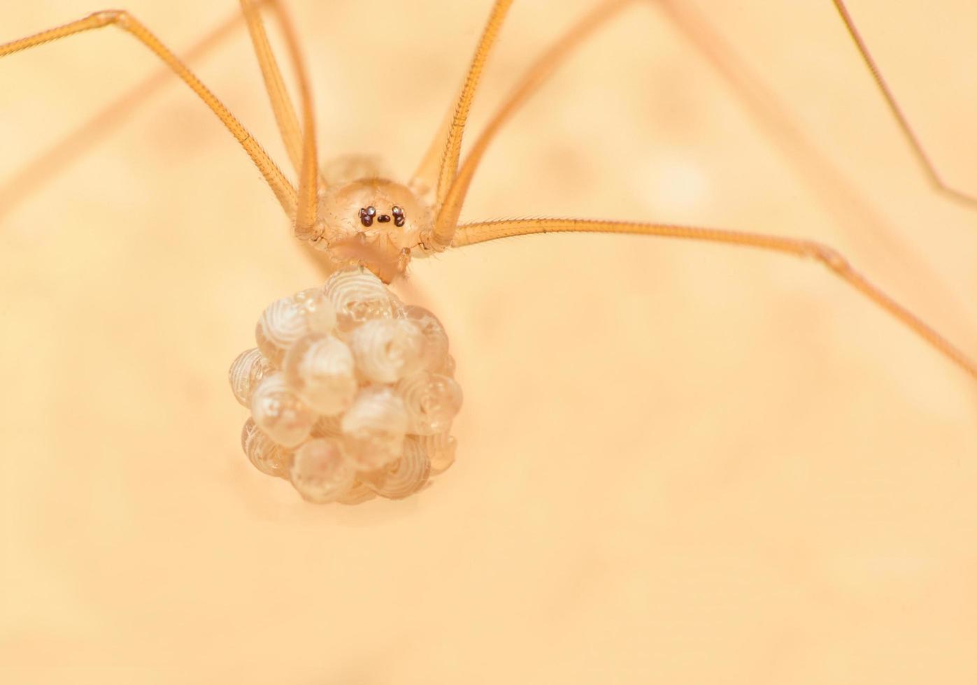 aranha e ovos de aranha foto