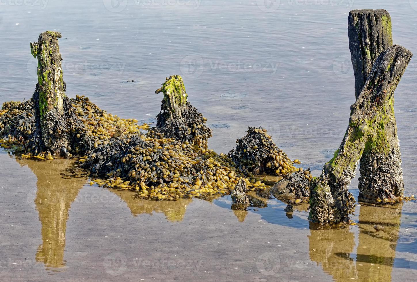 bexiga ou alga marinha --fucus vesiculosus-- no mar do norte, parque nacional wattenmeer, alemanha foto