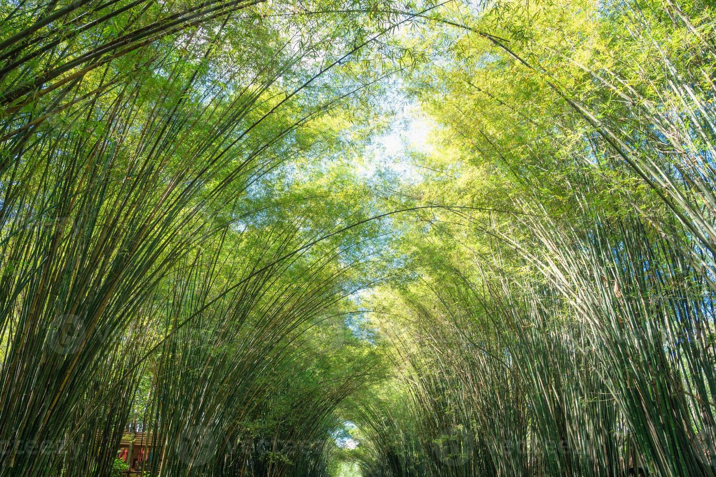 belo arco de bosque de bambu crescendo na floresta na zona rural foto