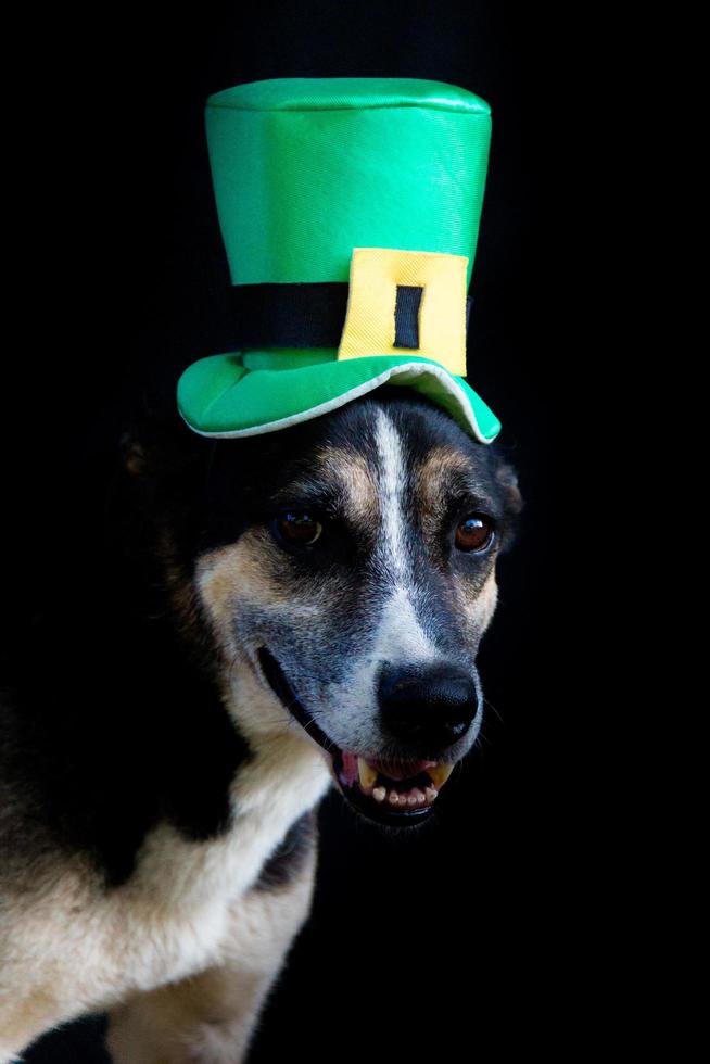 retrato de um cachorro vira-lata com chapéu do dia de são patrício foto