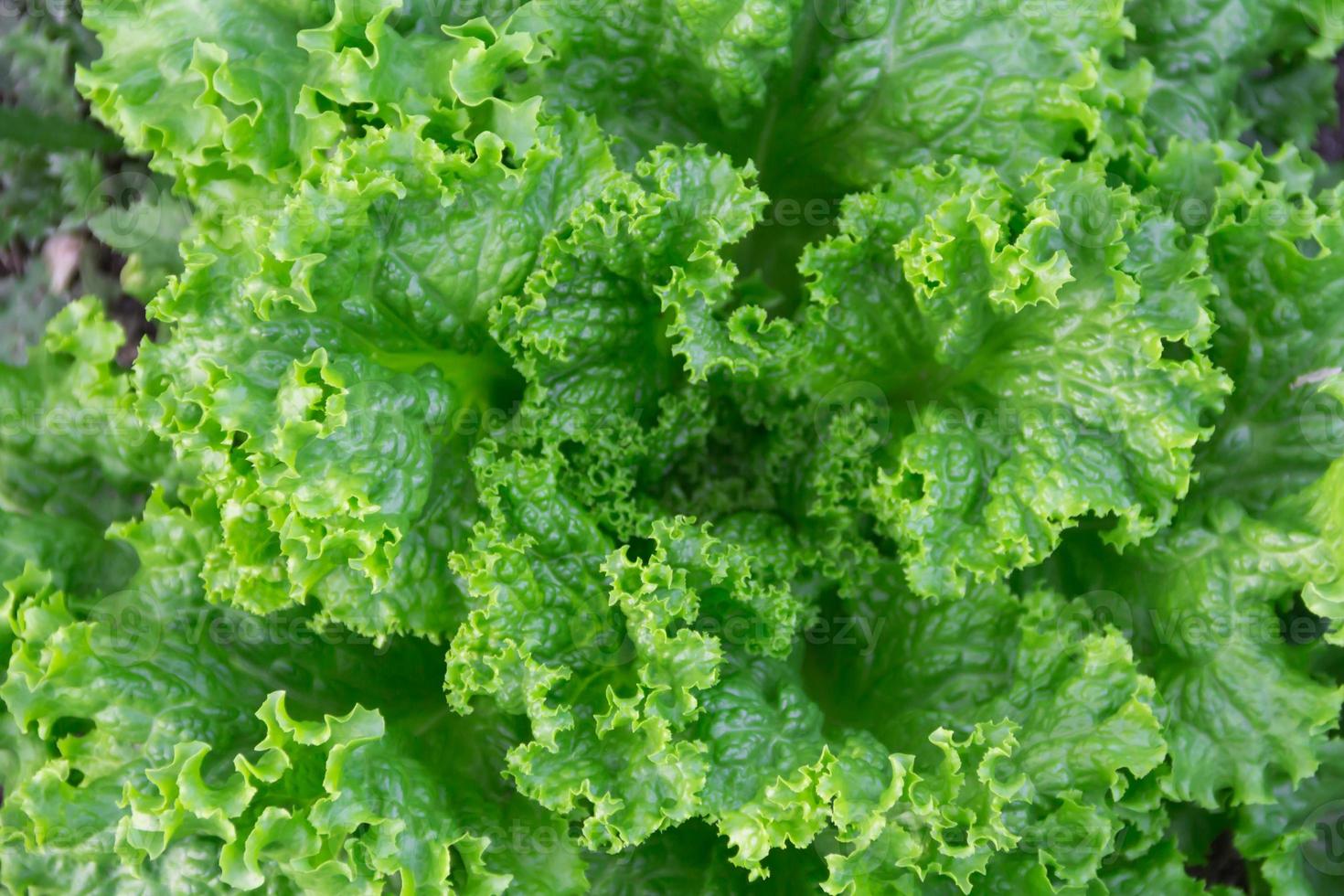 folhas de alface crespa verde e roxa na horta orgânica foto