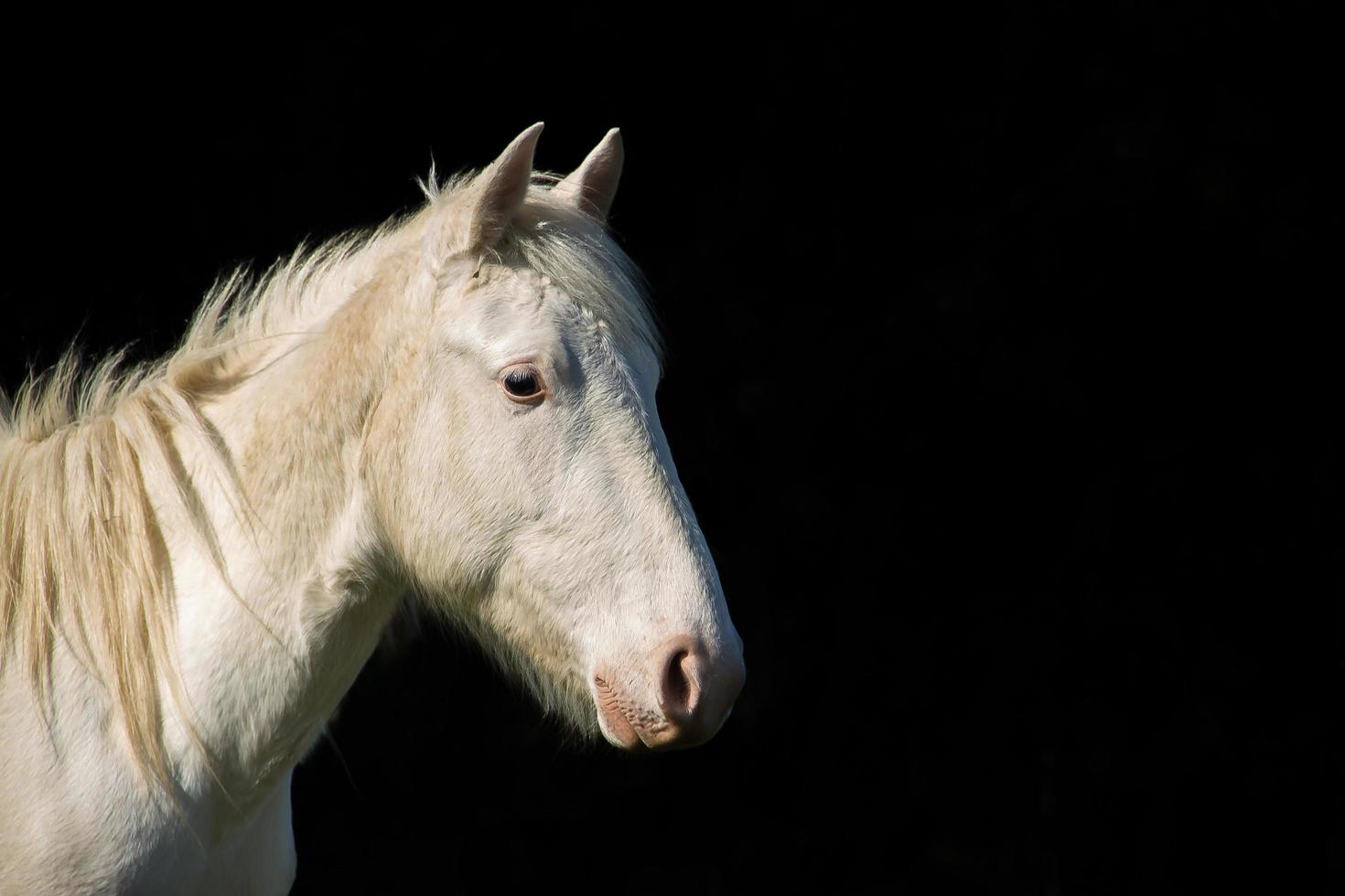 retrato de cavalo branco sobre fundo de contraste preto foto