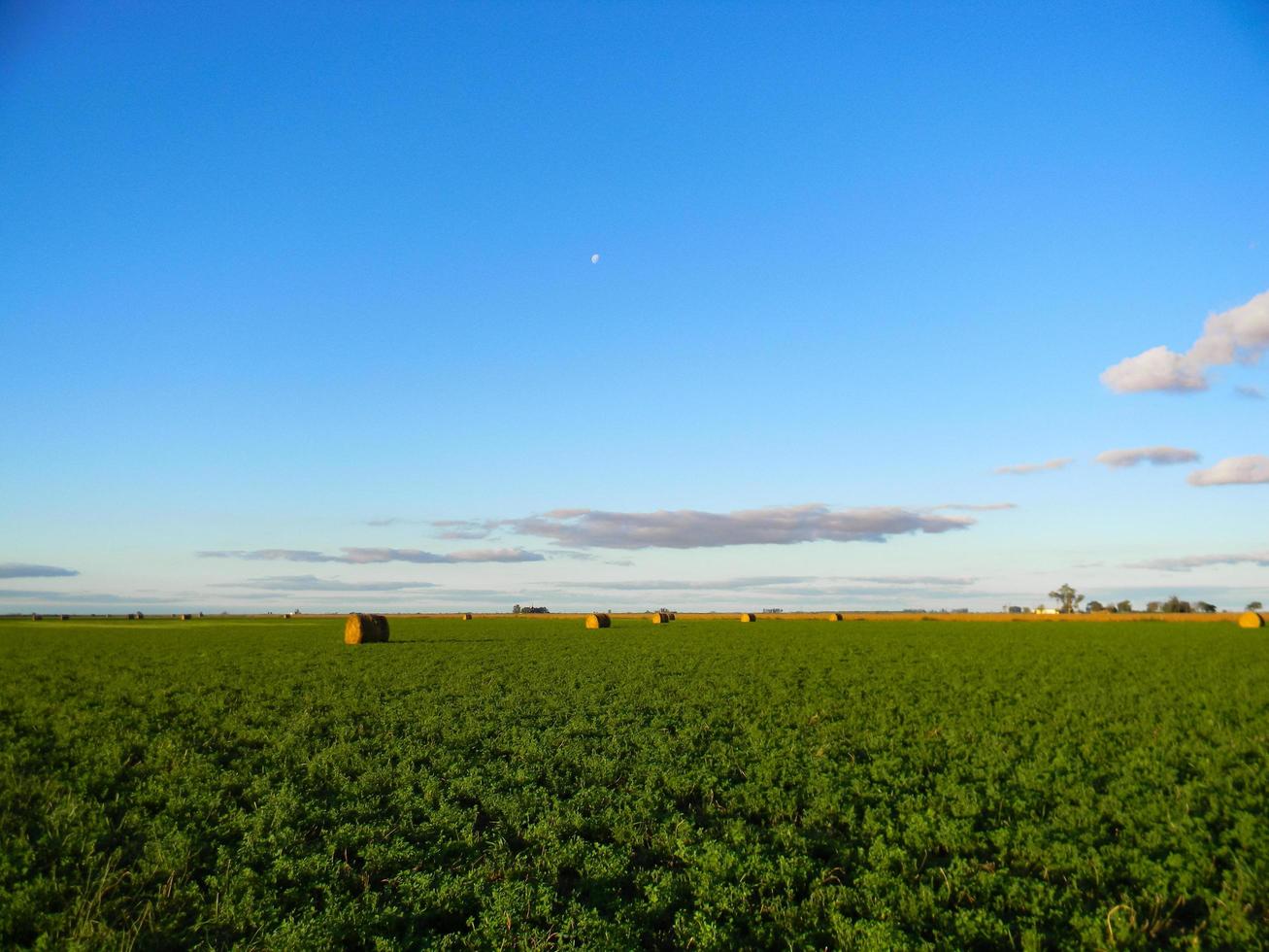 alfafa rola no campo argentino no outono foto